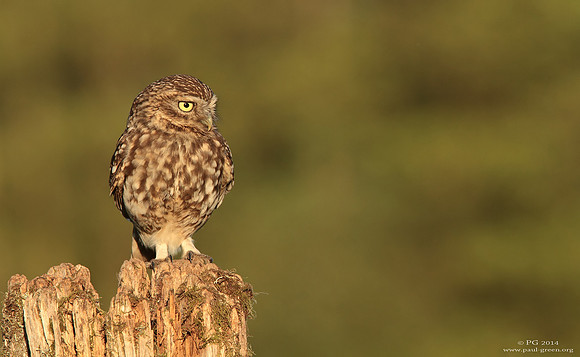 Little owl