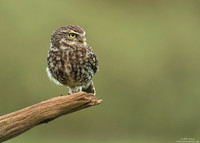 Little owl
