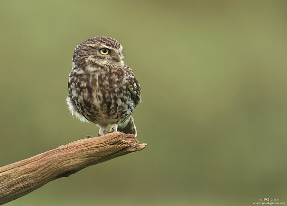 Little owl