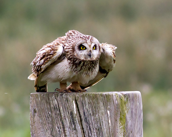 Short eared owl