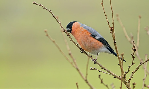Bullfinch male