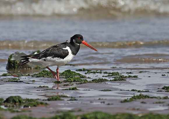 Oystercatcher