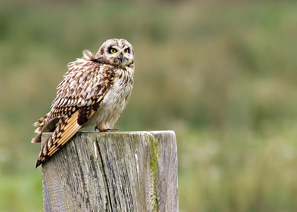 Short eared owl