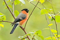 Please click on any image to view any of the galleries