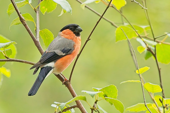 Bullfinch male