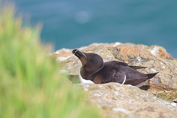 Razorbill Alca torda