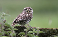 Little owl