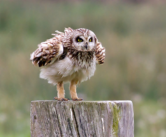 Short eared owl