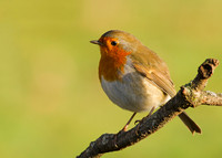 Robin