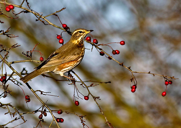 Redwing