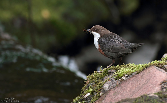 Dipper