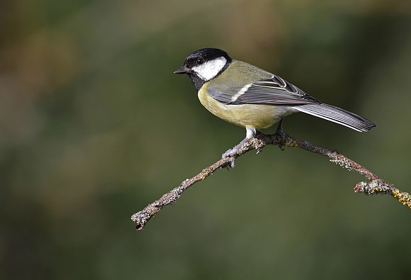 Great tit