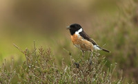 Stonechat male
