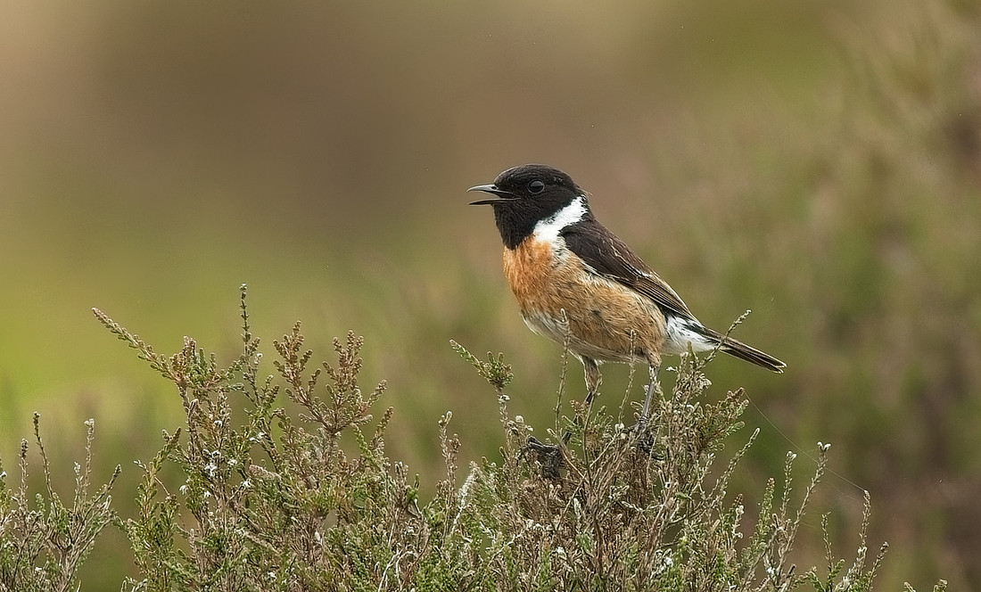 Stonechat male