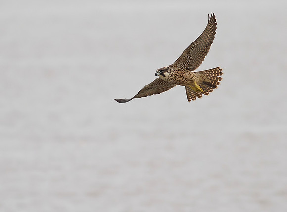 Peregrine juvenile
