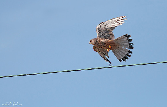 Kestrel male