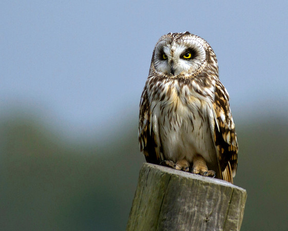 Short eared owl