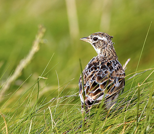 Skylark