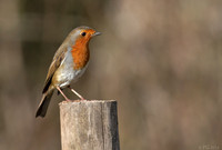 Robin