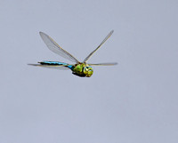 Emperor Dragonfly
