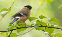 Bullfinch female