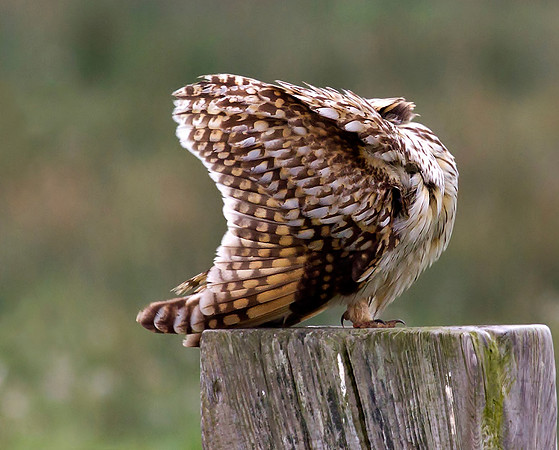 Short eared owl