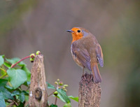 Robin