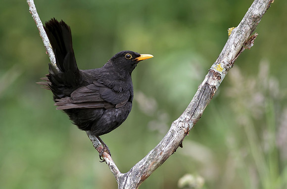 Blackbird