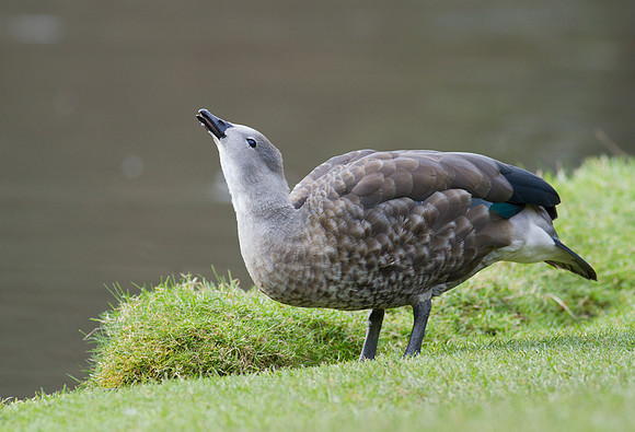 Blue Winged Goose