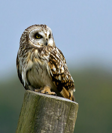 Short eared owl