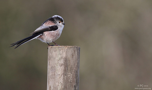 Long tailed tit