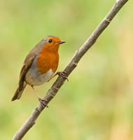 Robin
