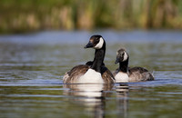 Canada Goose