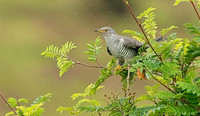 Cuckoo
