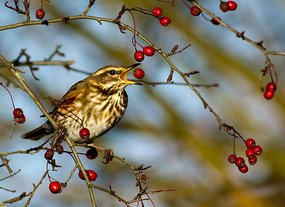 Redwing