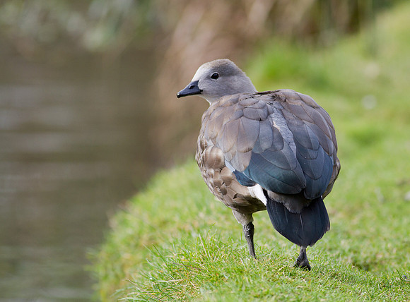 Blue Winged Goose