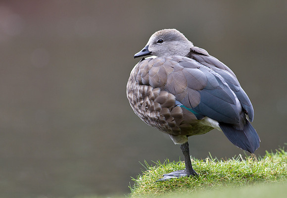 Blue Winged Goose