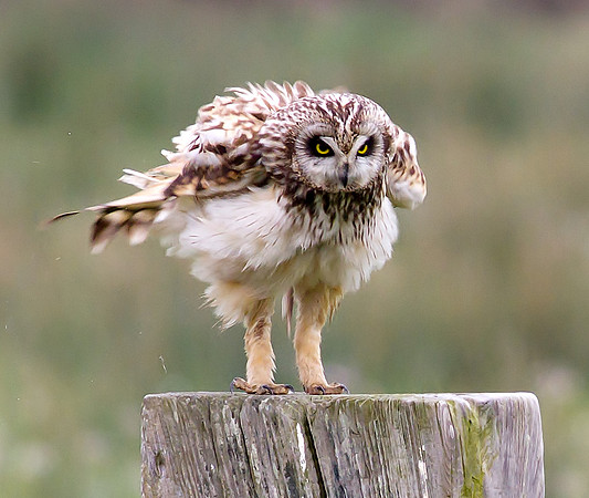 Short eared owl