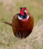 Pheasant