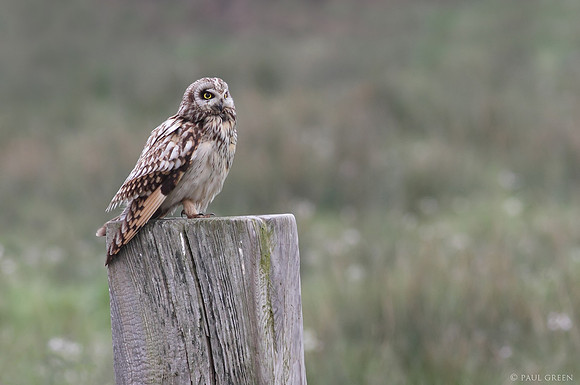 Short eared owl