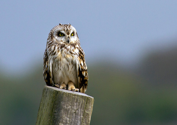 Short eared owl