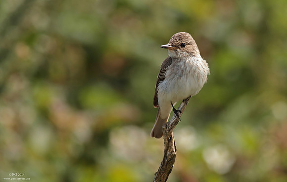 Spotted flycatcher