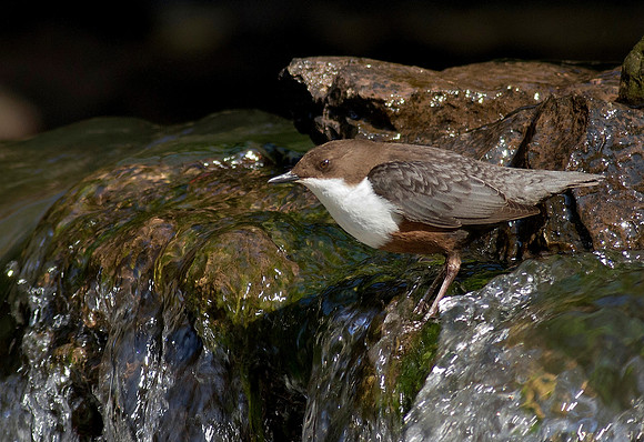 Dipper