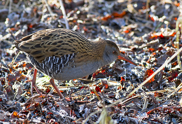 Water Rail