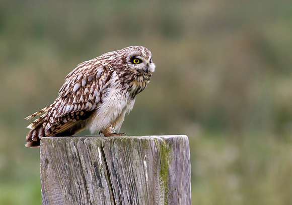 Short eared owl