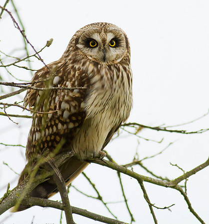 Short eared owl