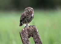 Little owl