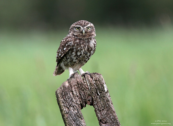Little owl