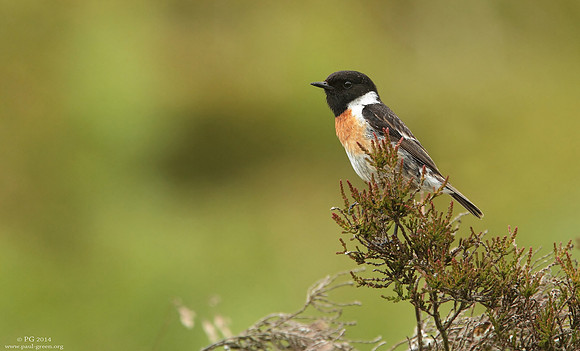 Stonechat male