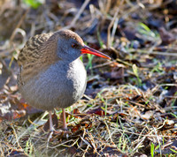 Water Rail